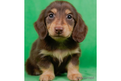 成約済の東京都のミニチュアダックスフンド(ロングヘアード)-226457の5枚目